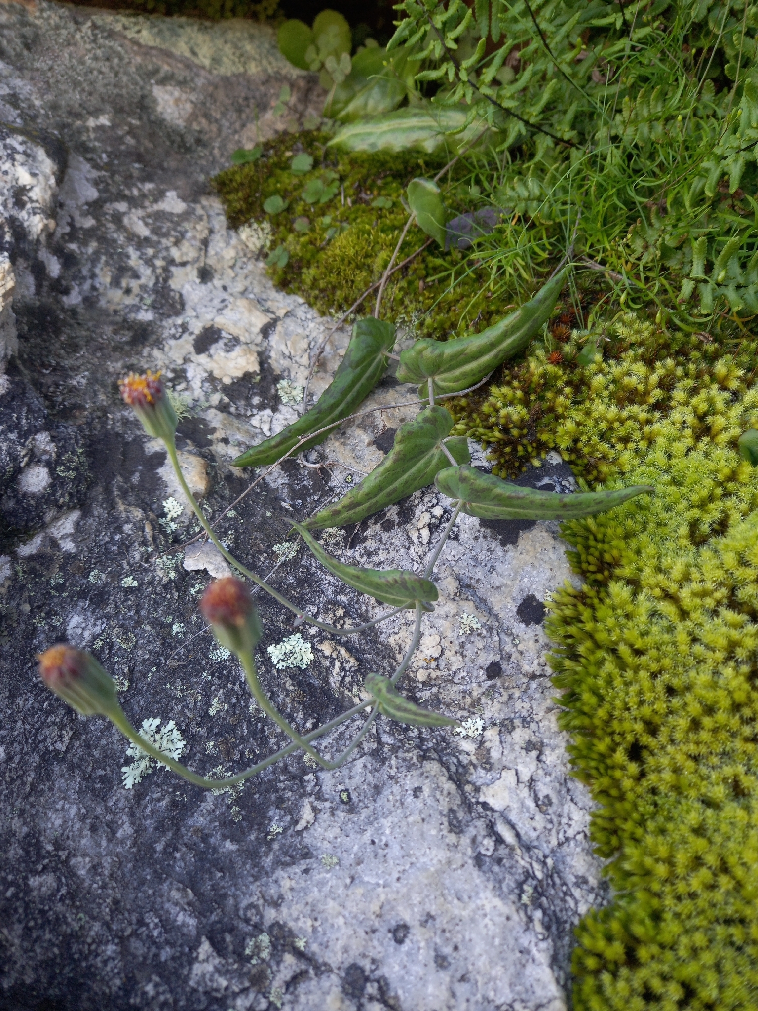 Othonna perfoliata