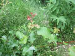 author not stated, no rights reserved Salix pyrolifolia, photograph author not stated, no rights reserved