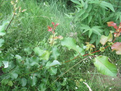 author not stated, no rights reserved Salix pyrolifolia, photograph author not stated, no rights reserved