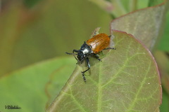 Labidostomis longimana