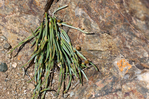 Ephedra monosperma, photograph 5