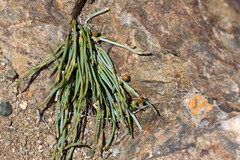 Ephedra monosperma, photograph (c) Tom Field, some rights reserved (CC BY)