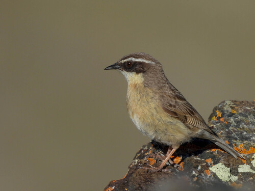 Brown Accentor (Prunella fulvescens), photo 6