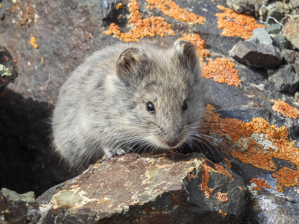 Gobi Altai Mountain Vole