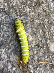 Rothschildia jacobaeae