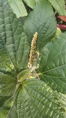 Acalypha alopecuroidea, photograph (c) Maria Janeiro, some rights reserved (CC BY)