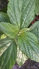 Acalypha alopecuroidea, photograph (c) Maria Janeiro, some rights reserved (CC BY)