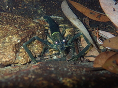 Macrobrachium laevis