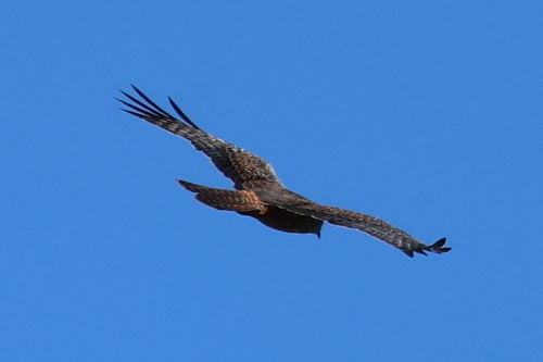 iNaturalist image