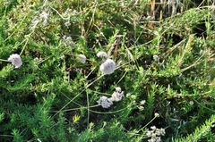 Eriogonum fasciculatum