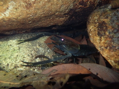 Macrobrachium laevis