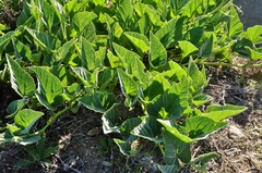Cucurbita foetidissima
