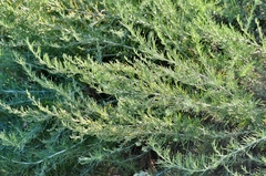Artemisia californica
