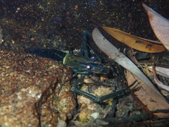 Macrobrachium laevis