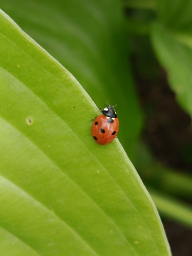 Seven-spotted Lady Beetle