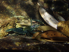 Macrobrachium laevis