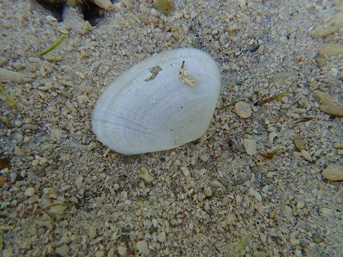 Meropesta nicobarica observed 2026-07-21