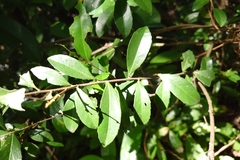 Scolopia oldhamii