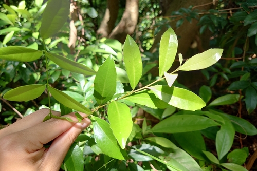 Scolopia oldhamii, photograph 1