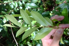 Scolopia oldhamii, photograph (c) 如此甚好, some rights reserved (CC BY)