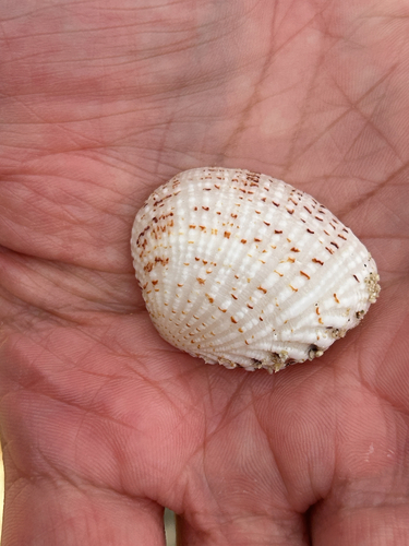 Gafrarium pectinatum observed 2026-07-21