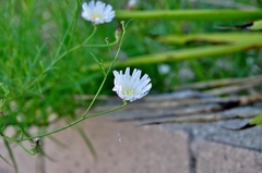 Malacothrix saxatilis