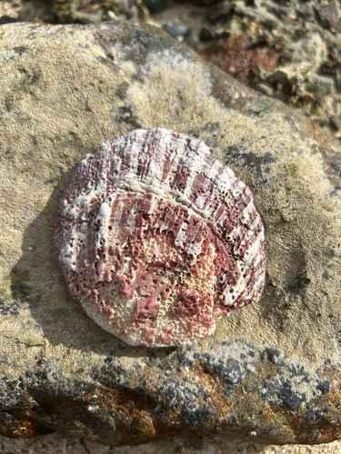 Spondylus sinensis, 2026-07-21