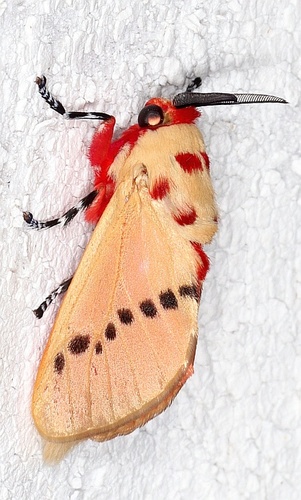 Trosia incostata