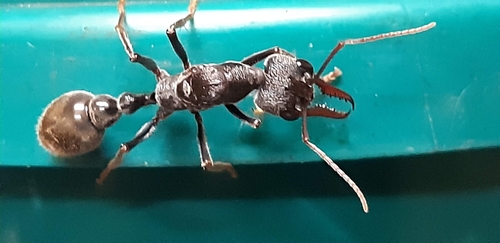 Inch Ant