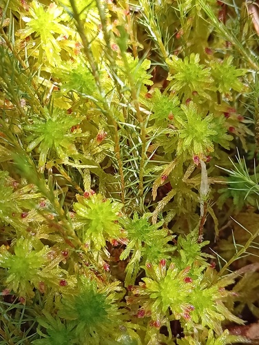 Sphagnum quinquefarium observed 2026-07-18