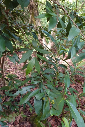 Ardisia quinquegona, photograph 2