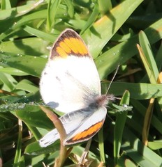 Colotis euippe