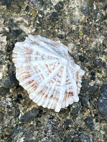 Siphonaria sipho observed 2026-07-21