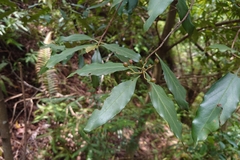 Aidia cochinchinensis