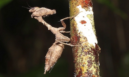 Acanthops erosula