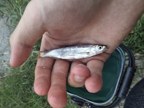 Sharpbelly
