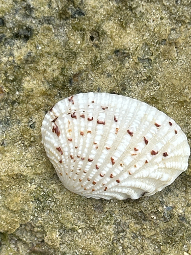 Gafrarium pectinatum observed 2026-07-21