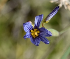 Sisyrinchium halophilum