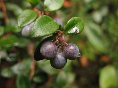 Vaccinium floribundum