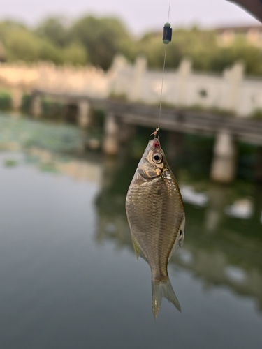 Giant Chinese Bitterling