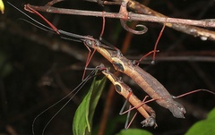 Pseudophasma scabriusculum