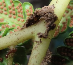 Crematogaster natalensis dulcis