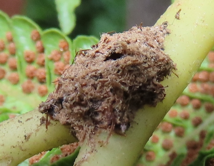 Natal Cocktail ant