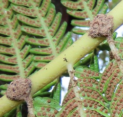 Crematogaster natalensis dulcis