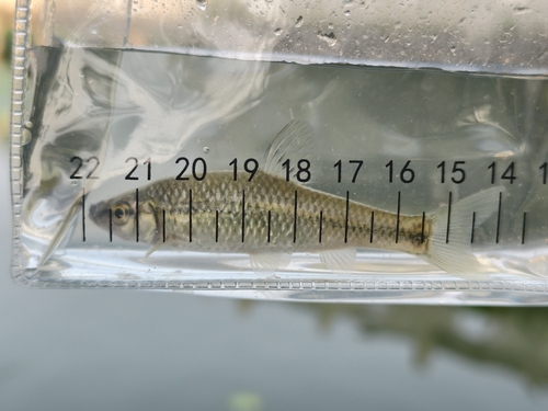 Topmouth Gudgeon
