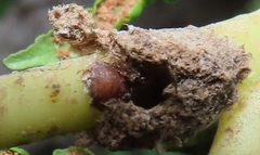 Crematogaster natalensis dulcis