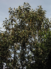 Critoniopsis bogotana