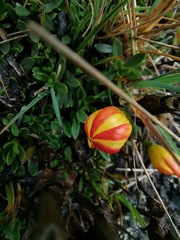 Gentianella hirculus