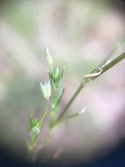 Sabulina tenuifolia