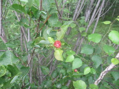 author not stated, no rights reserved Salix pyrolifolia, photograph author not stated, no rights reserved